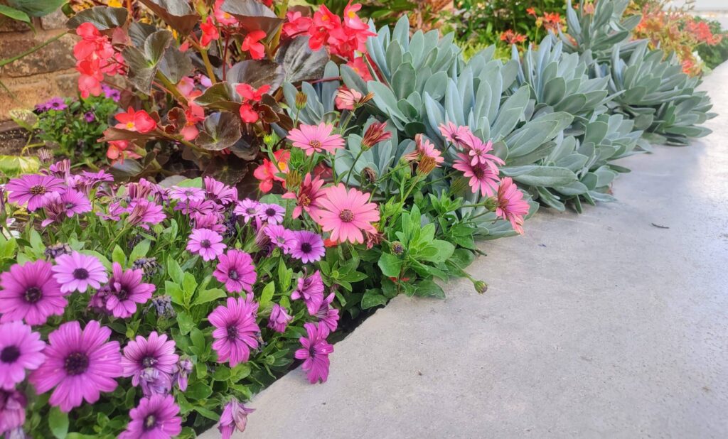 ערוגת פרחים מעוצבת עם שילוב של פרחי ביגוניה אדומה וגרמית, יוצרת תצוגה צבעונית ומרהיבה לגן או למרפסת