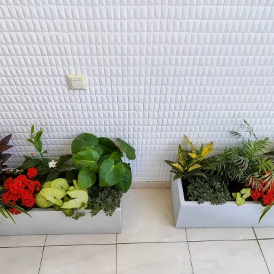 גינת מרפסת עם אדניות וצמחי מונסטרה, סינגוניום וקורדליין