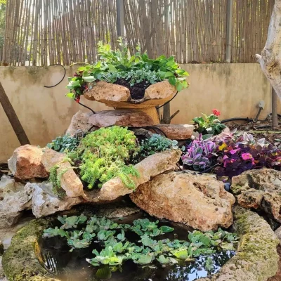 סידור אבנים ובריכות קטנות עם צמחים נשפכים וצמחי מים ליצירת עיצוב גינה טבעי ומיוחד.