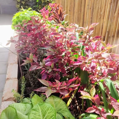 גן פרחים יופי