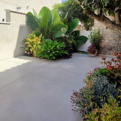 ערוגה מפוארת בסגנון טרופי בבית מודרני, עם אוזן פיל ענקית, מונסטרה, דרצנה, קורדליין וצמחים נוספים כמו אלפיניה, ביצן ואגפנטוס